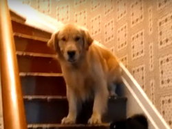 pies boi się schodów